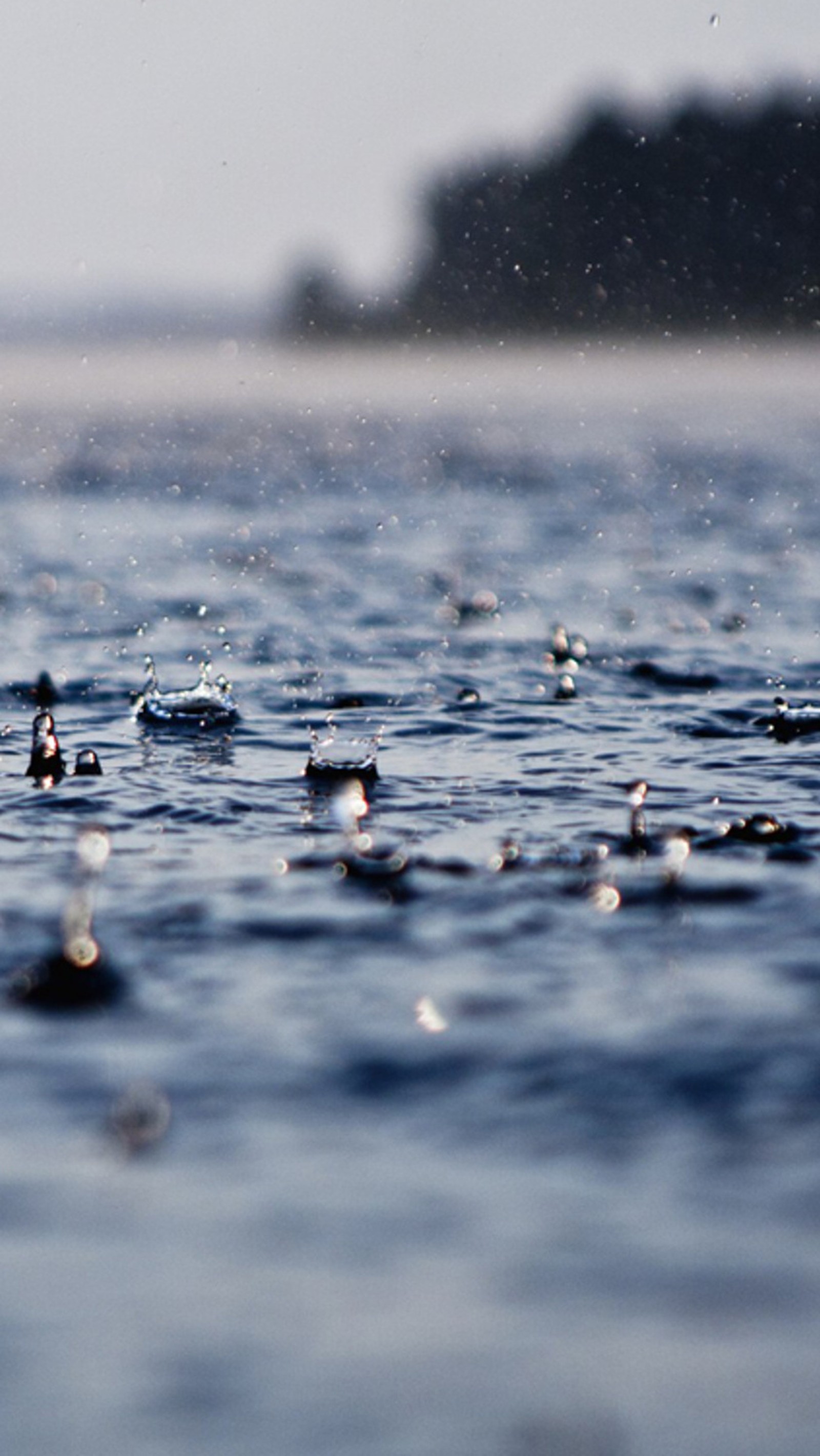 There are many ducks swimming in the water together (drops, nature, rain, water)