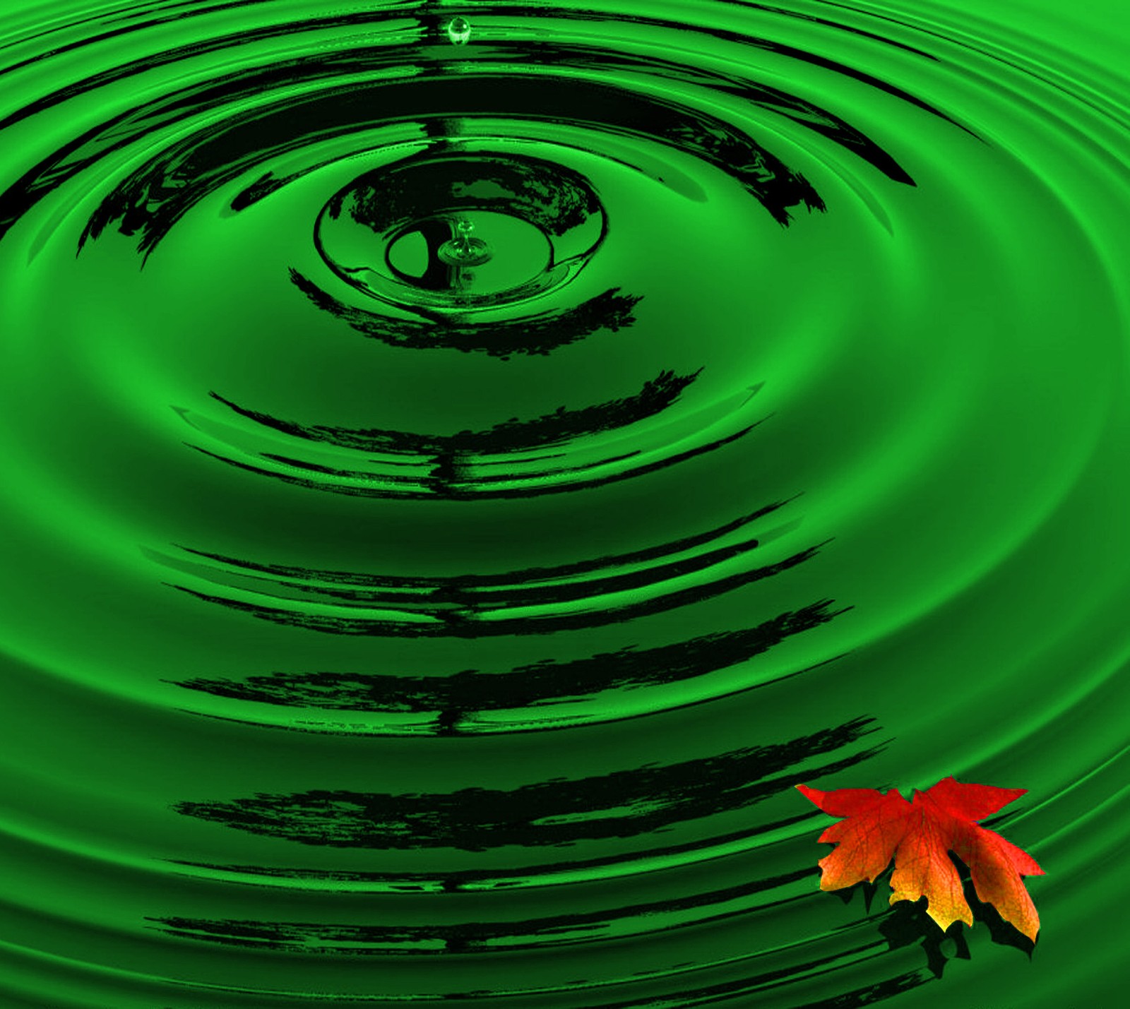 A close up of a leaf floating in a body of water (drop, green)