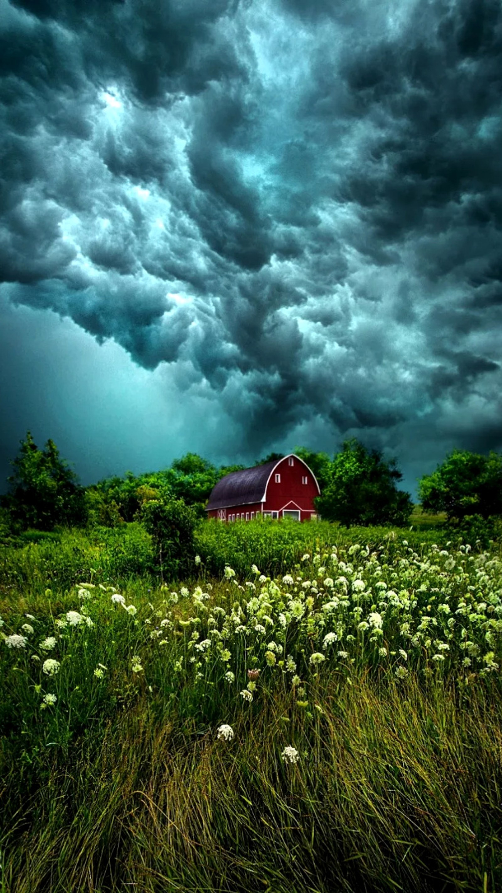 A close up of a red barn in a field of grass (blue, clouds, field, flowers, lodge)