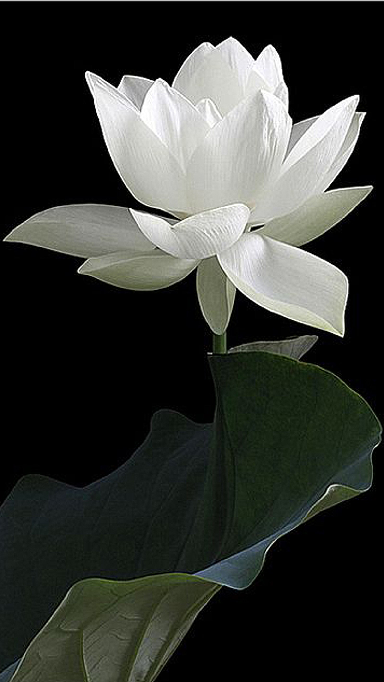 Una flor blanca sentada sobre una hoja (negro, flor, verde, hoja, loto)