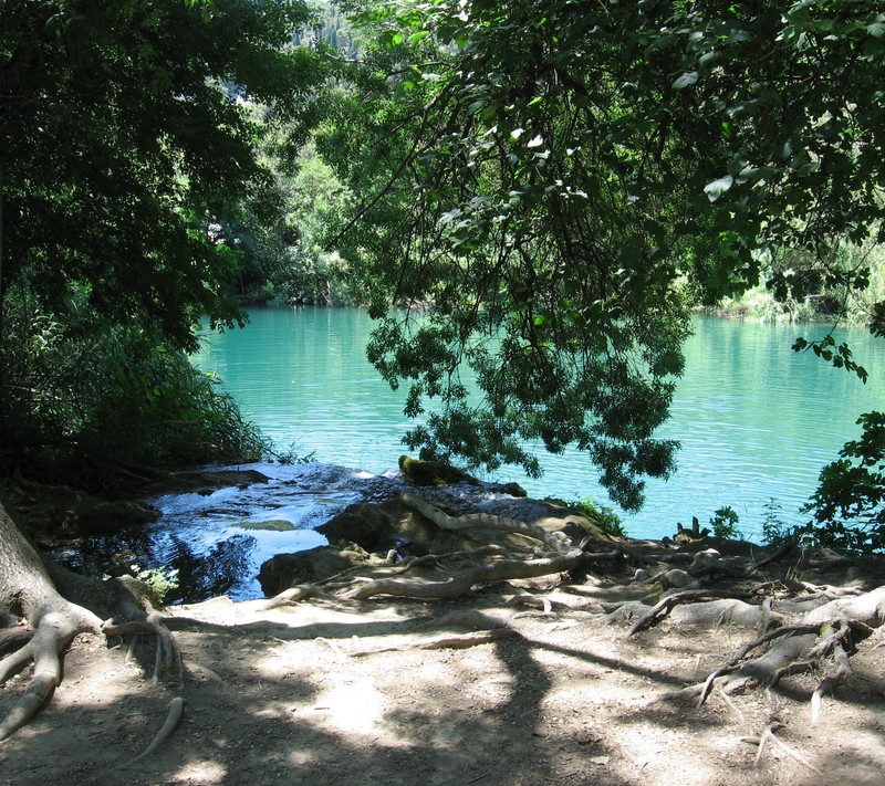 Há uma árvore crescendo sobre uma pedra perto da água (floresta, lago, espaço)