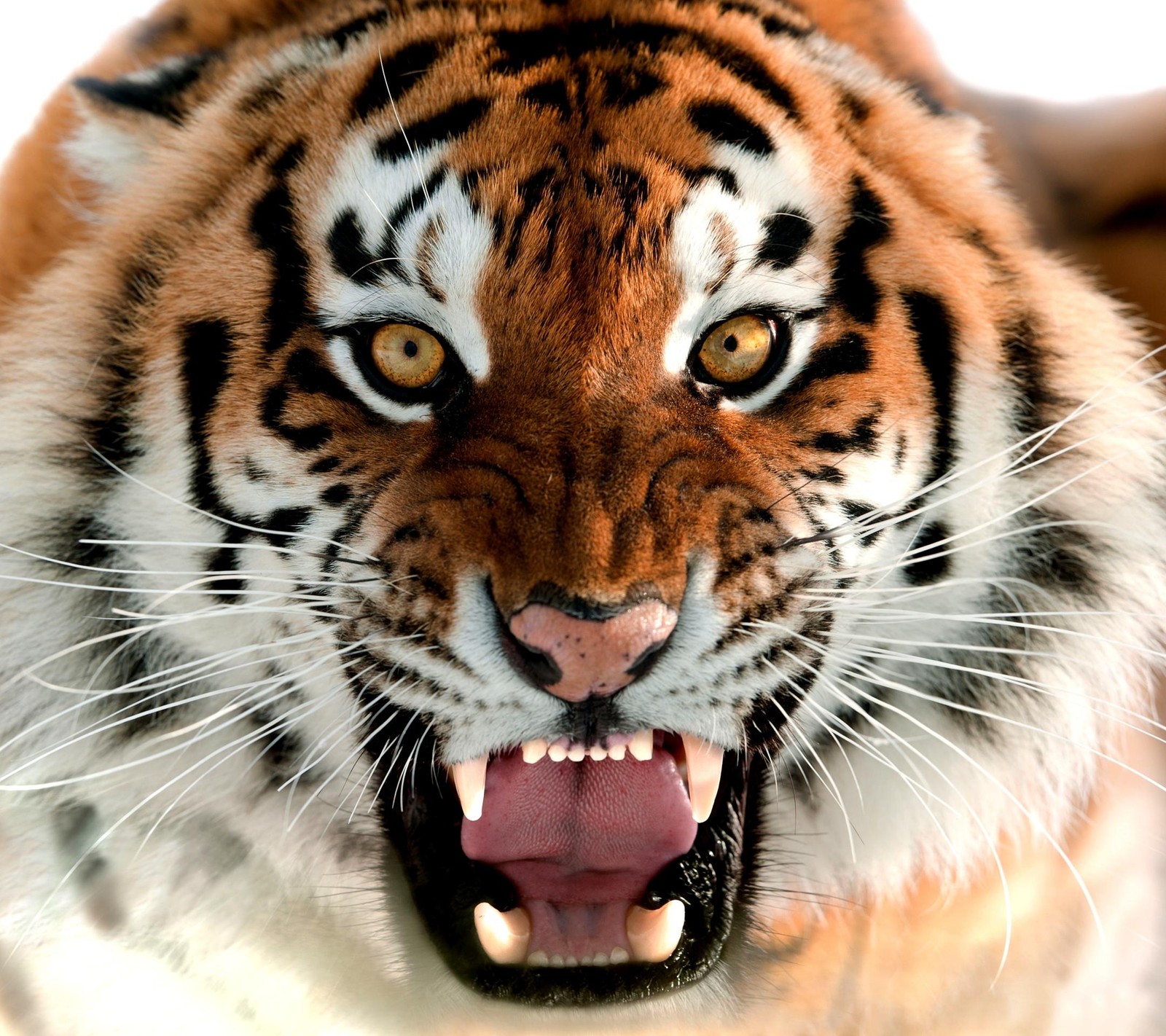 There is a tiger that is growling and showing its teeth (gi, vd)