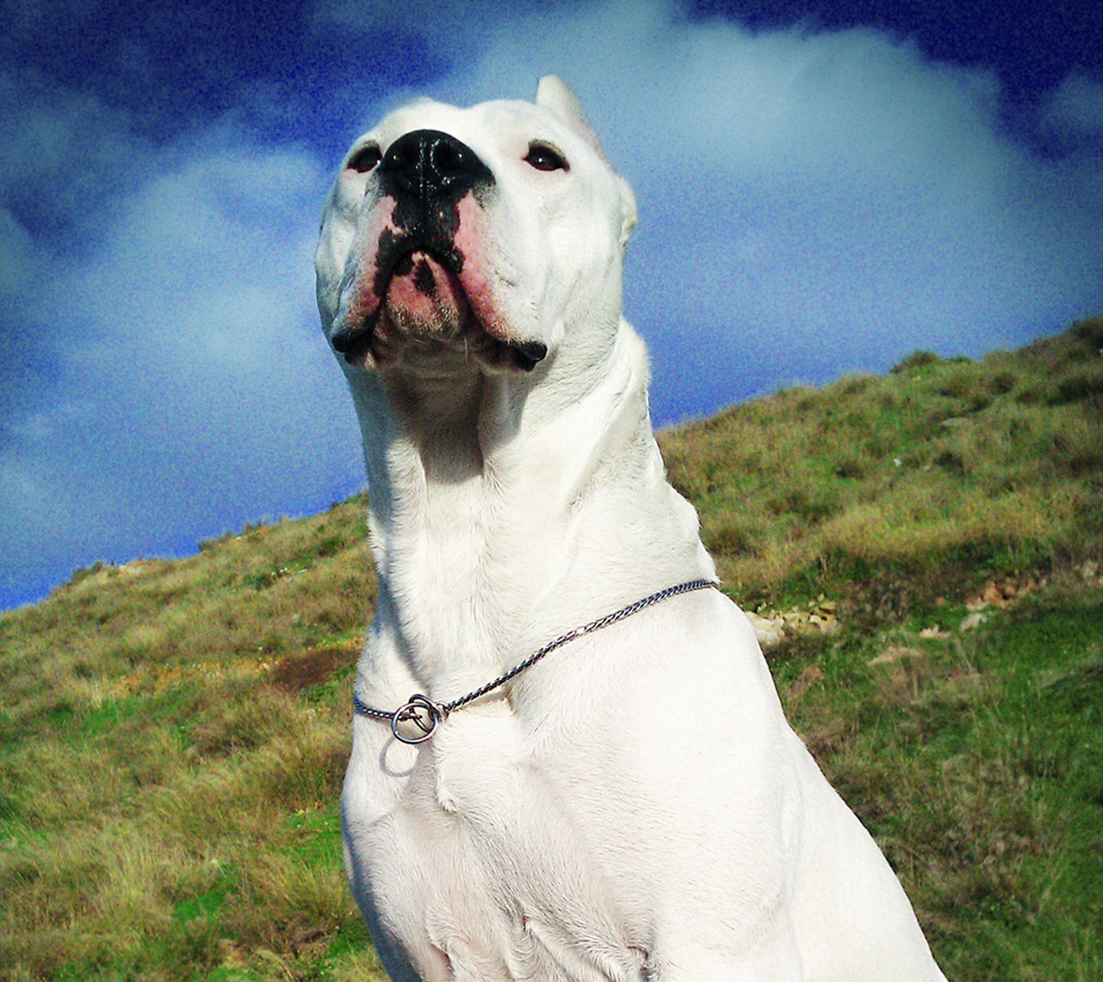 Un chien blanc assis sur une colline herbeuse avec un ciel en arrière-plan (argentin, génial, chien, dogo, regard)