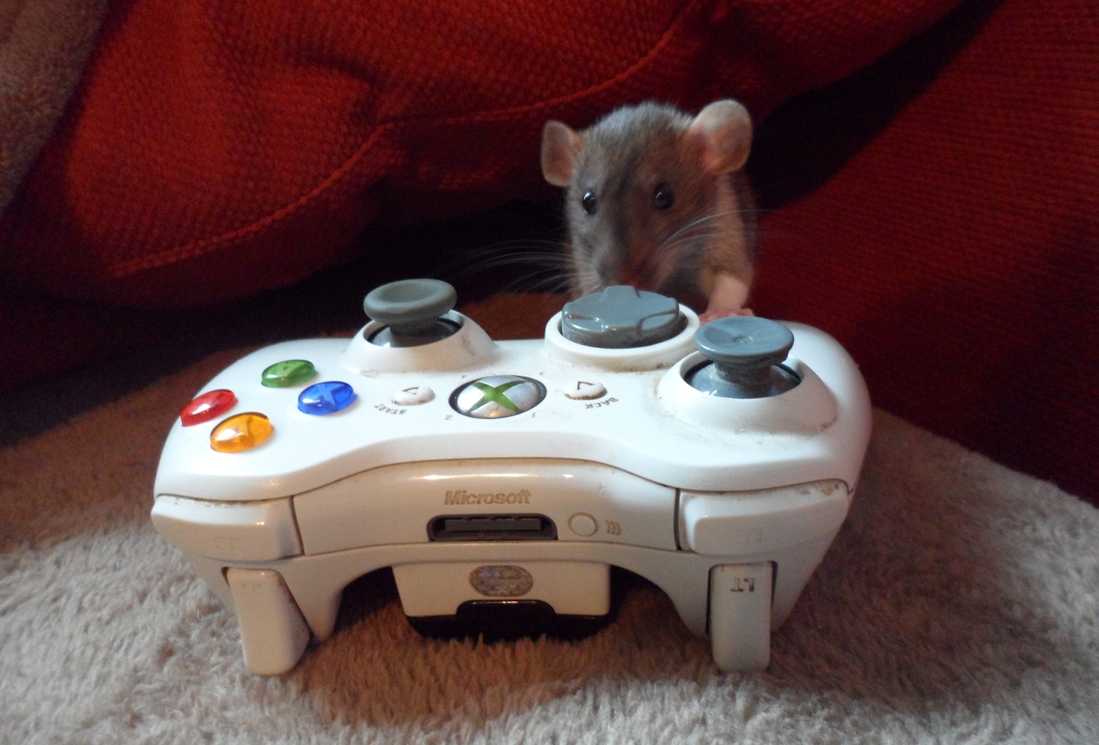 Há um rato brincando com um controle de videogame (animal, jogo, gaming, jogar, plays)