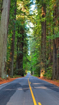 Majestic Forest Road Surrounded by Towering Trees