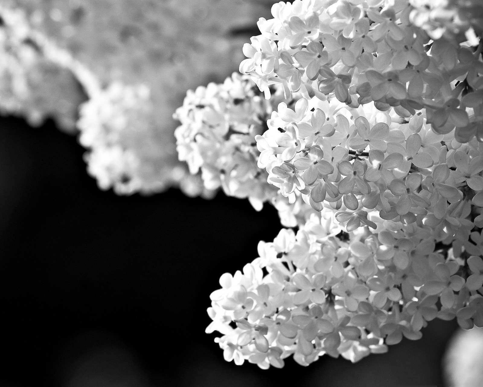 A close up of a bunch of white flowers in a vase (black and white, flowers, lily, nature, white flower)