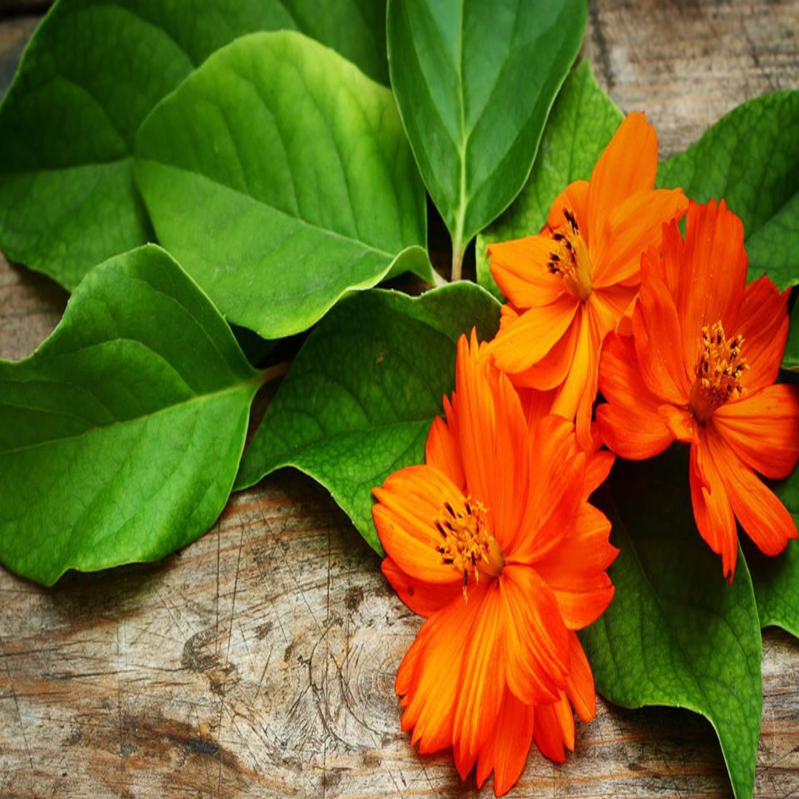 Hay flores naranjas en una mesa de madera con hojas verdes (flores, naturaleza)