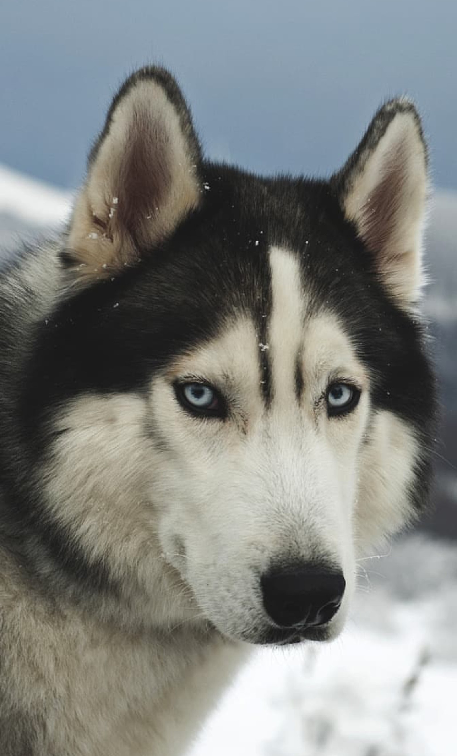 Arafed dog with blue eyes standing in the snow (dog, husky)