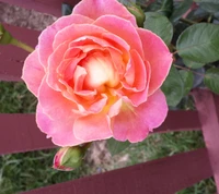 Vibrant Pink Rose Blooming Against a Rustic Background