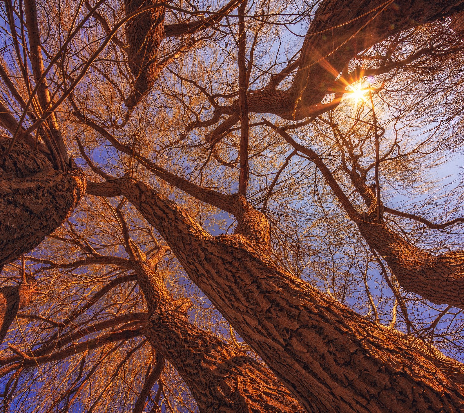 Mirando hacia arriba a las copas de un árbol con el sol brillando a través de las ramas (ramo, bosque, planta, árbol)