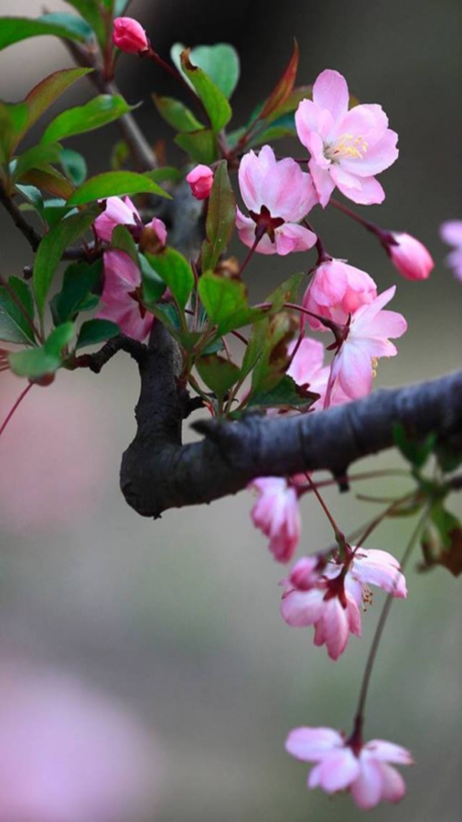 Hay un pájaro sentado en una rama de un árbol (flores, primavera)