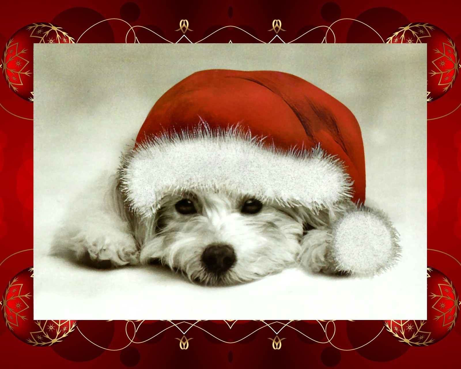 Arafed photo of a dog wearing a santa hat (dog, puppy)