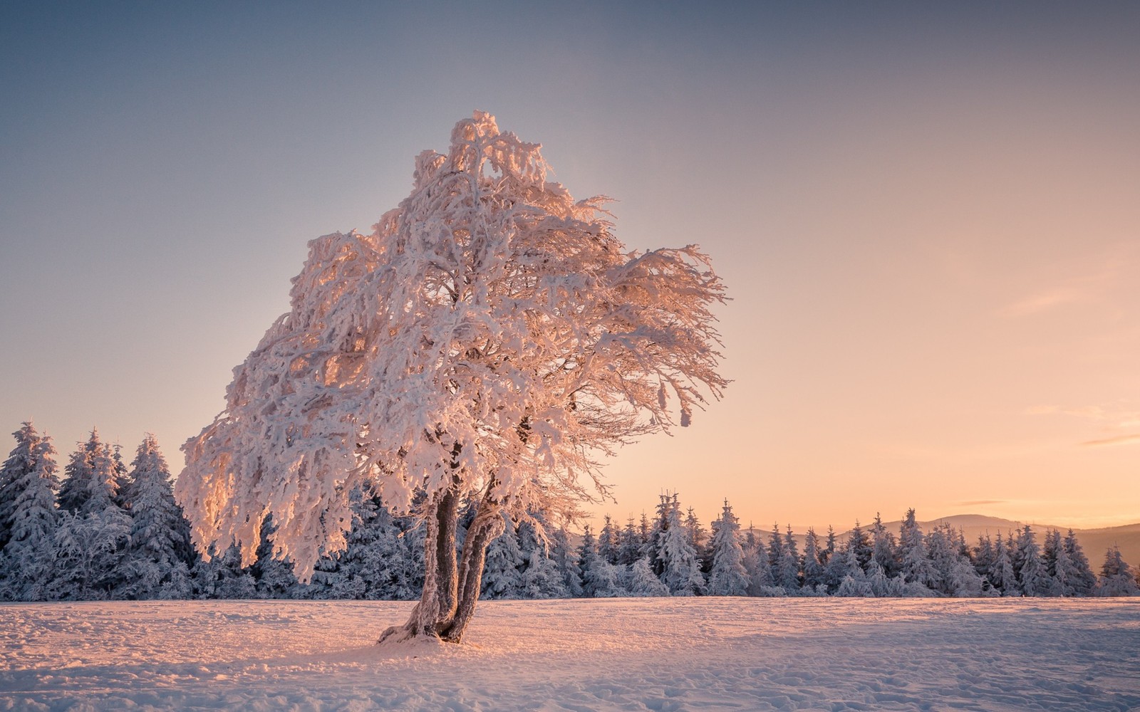 Uma árvore coberta de neve em um campo com árvores ao fundo. (árvore, inverno, neve, natureza, congelamento)