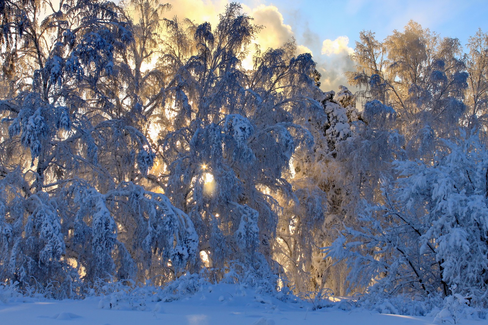 A close up of a snow covered forest with trees in the background (winter, snow, tree, freezing, frost)