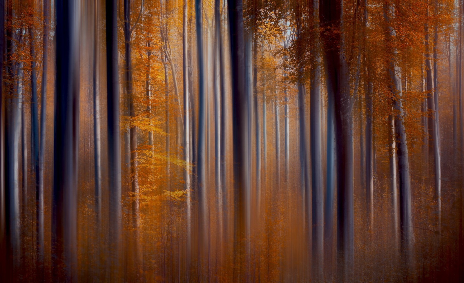 Une photo floue d'une forêt avec des grands arbres et des feuilles orange (bois, teinture pour bois, forêt, ensoleillement, canon darme de feu)