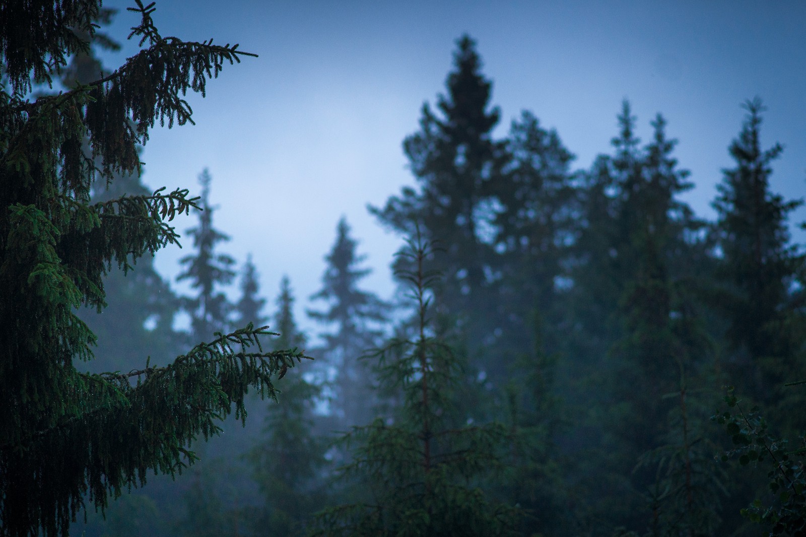 Paysage forestier la nuit avec une pleine lune (forêt, arbre, nature, sauvage, végétation)