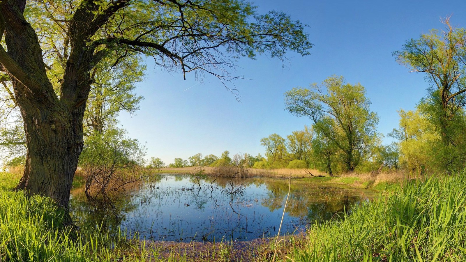 Uma vista de um lago cercado por grama alta e árvores (natureza, árvore, reserva natural, reflexo, vegetação)