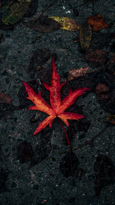 Vibrant red autumn leaf on a textured asphalt surface, surrounded by fallen foliage.