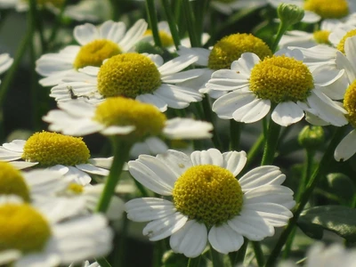 Lebendige Oxeye-Gänseblümchen in Blüte: Ein Frühlingsgenuss