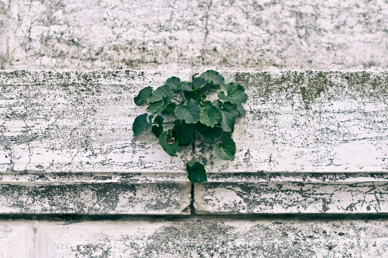 A close up of a plant growing out of a crack in a wall (leaf, wall, green, plant, tree)