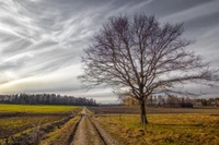 baum, wolke, feld, gehölz, morgen