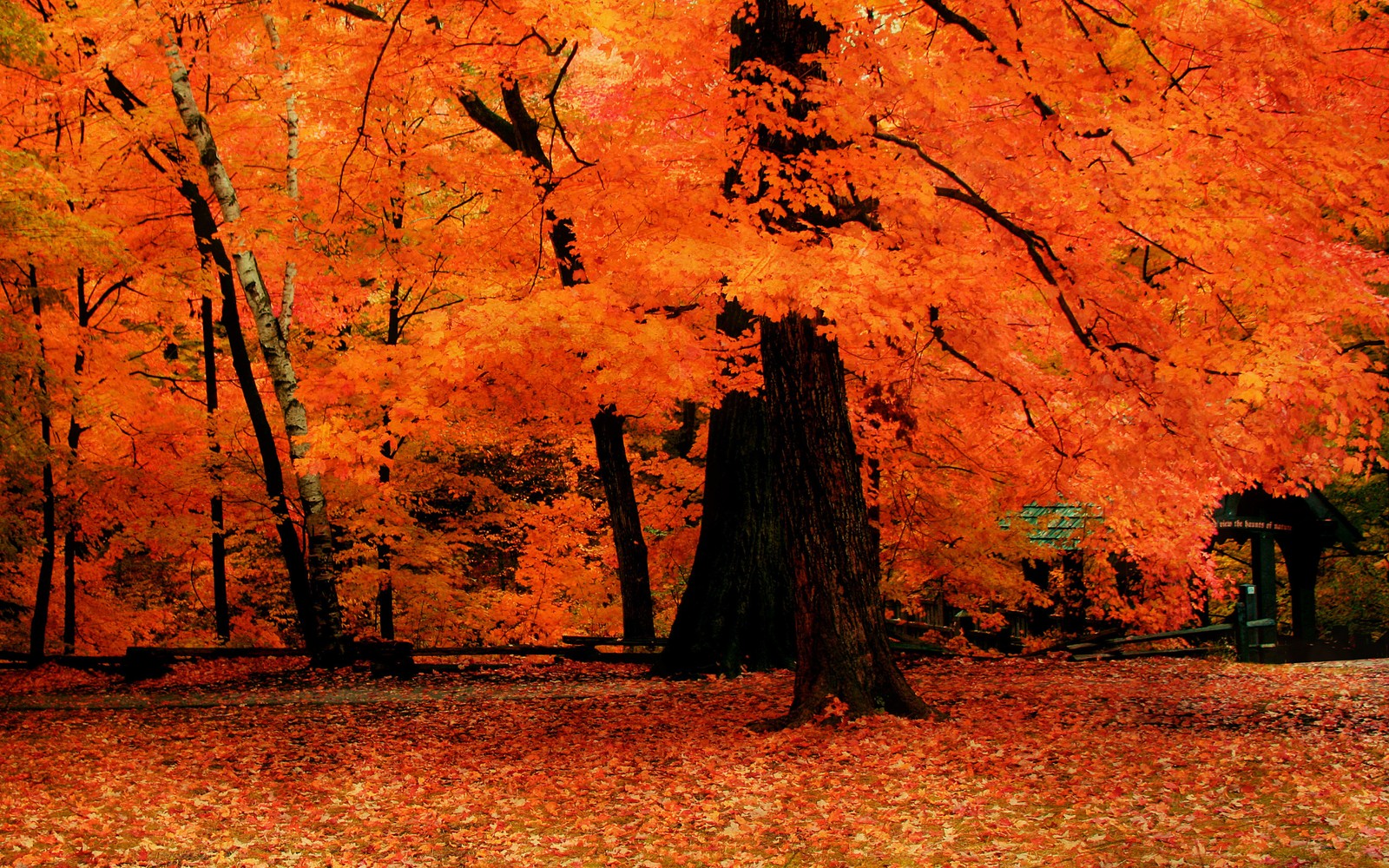 autumn, tree, leaf, deciduous, grove wallpaper