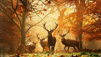 deer, red deer, wildlife, woodland, tree