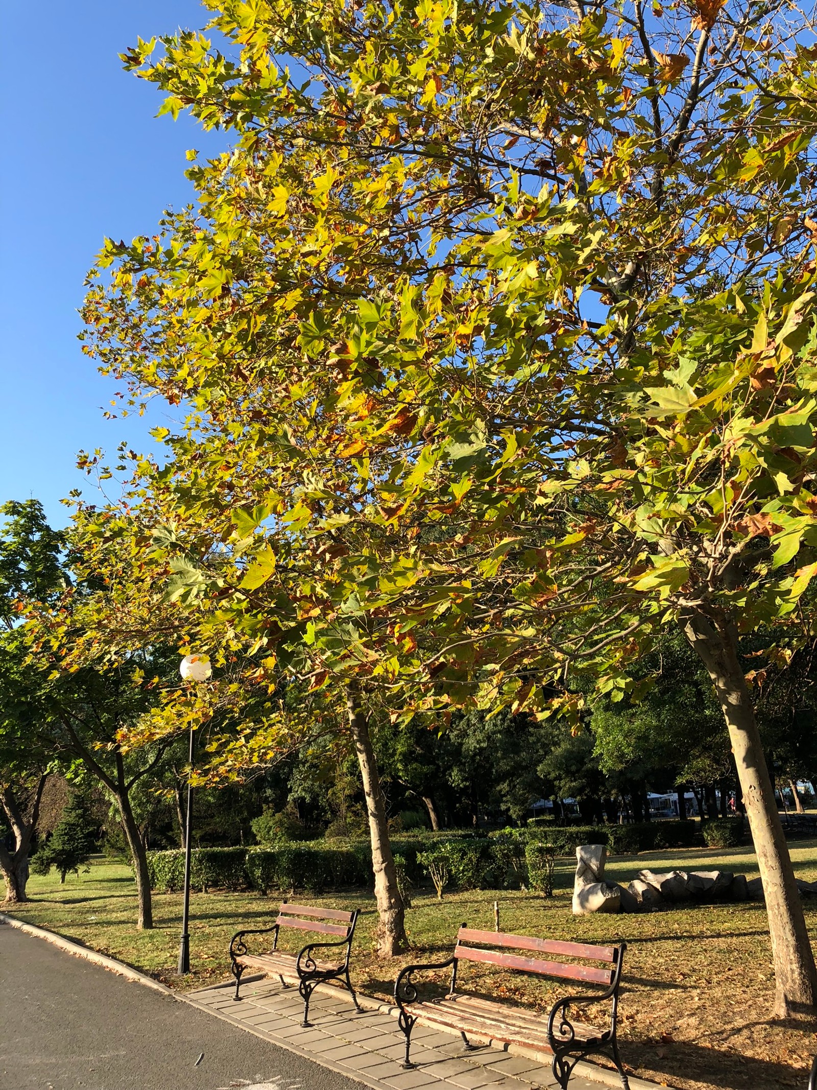 There are many benches along the sidewalk in the park (flora, leaf, science, bench, branch)