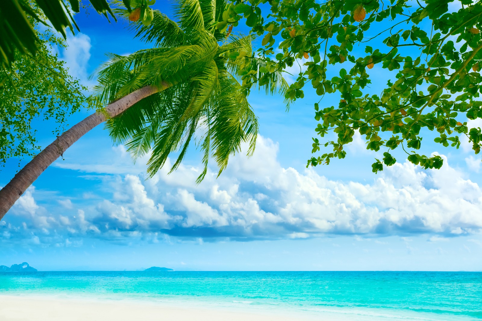 Une vue d'une plage avec un palmier et un bateau dans l'eau (tropiques, nature, journée, arbre, vert)