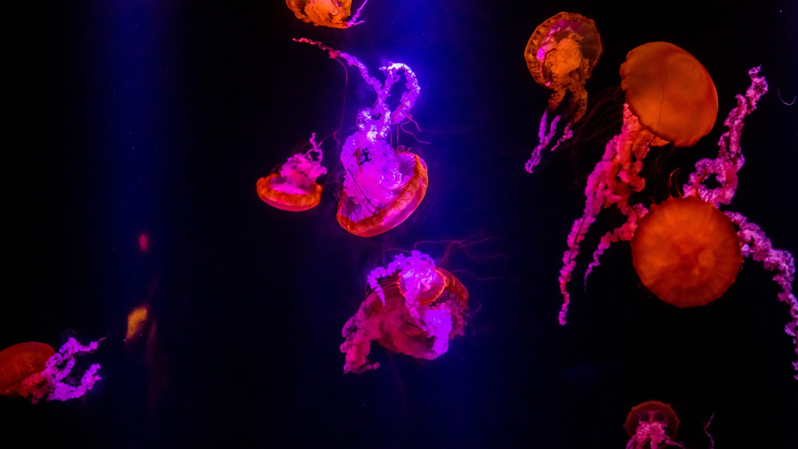 Jellyfishs are glowing in the dark with purple lights (jellyfish, invertebrate, marine invertebrates, cnidaria, purple)