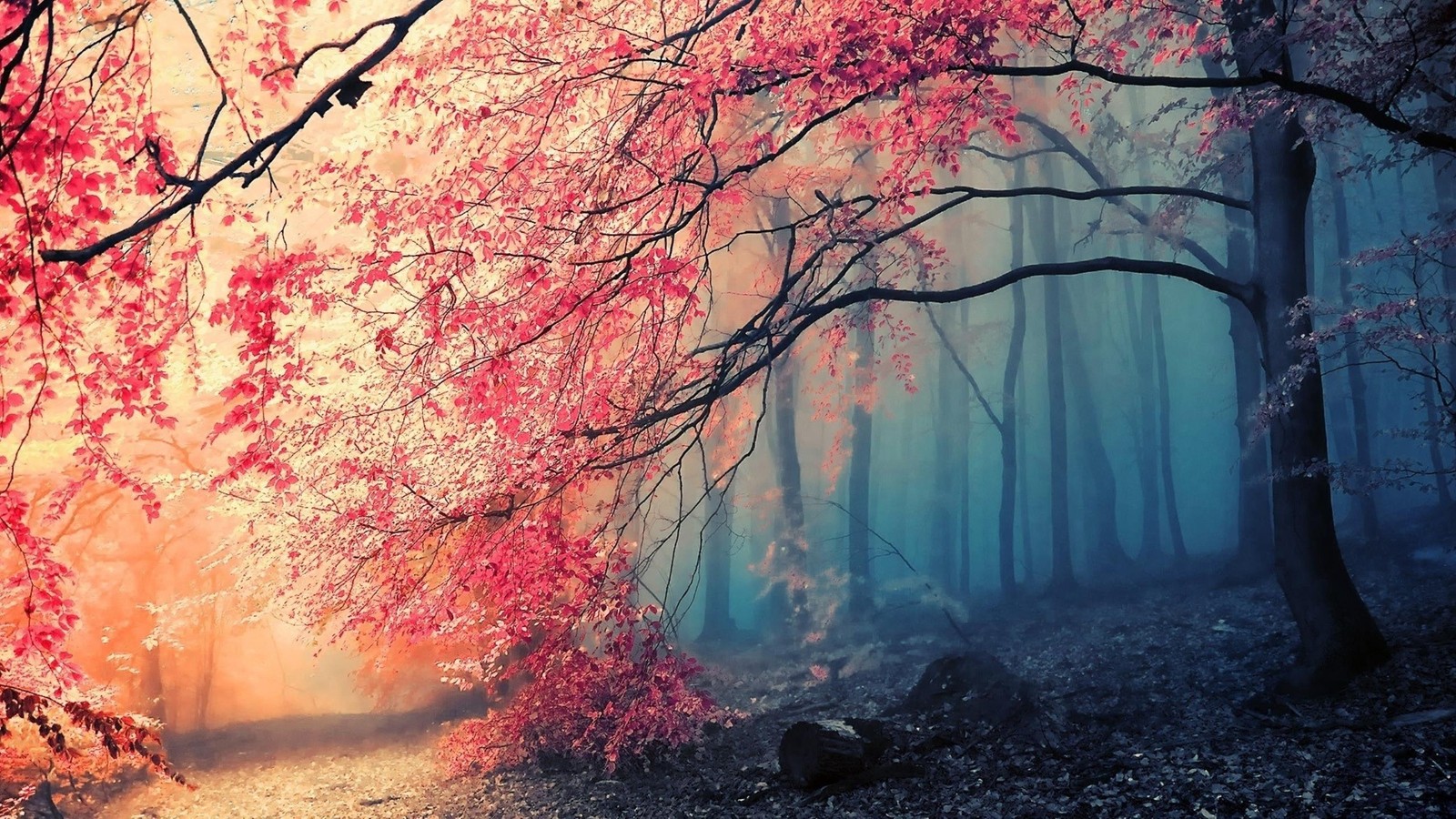 A close up of a pathway in a forest with trees and leaves (nature, tree, branch, forest, woodland)