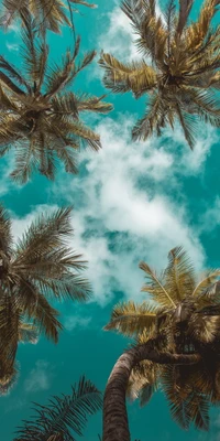 Azure Serenity: Palm Trees Under a Summer Sky