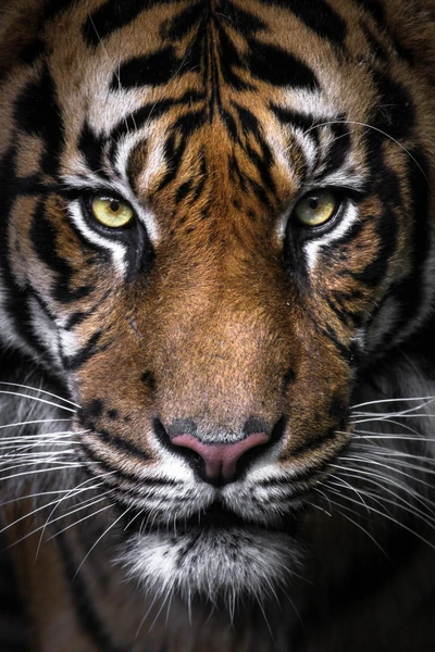 Close-up of a Bengal tiger, showcasing its striking yellow eyes, distinctive striped fur, and prominent whiskers.