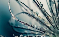 water, drop, moisture, branch, dew wallpaper