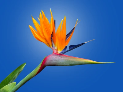 Fleur vibrante d'oiseau de paradis sur fond bleu