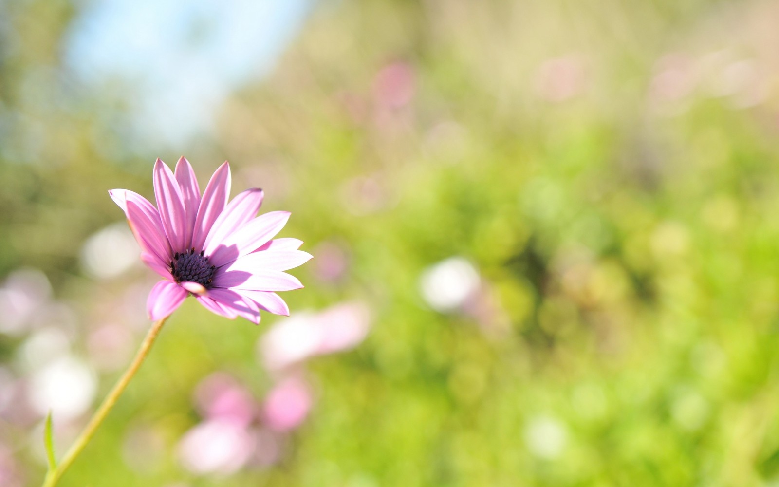 petal, spring, wildflower, sunlight, garden cosmos wallpaper