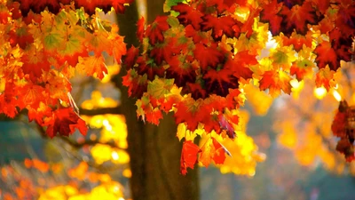 Hojas de otoño ámbar en ramas en un paisaje natural