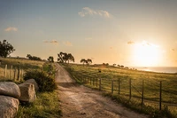 Sunlit Rural Pathway at Sunset with Lush Green Fields and Gentle Hills