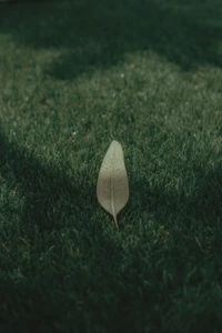 A solitary leaf resting on a lush green lawn, surrounded by vibrant grass.