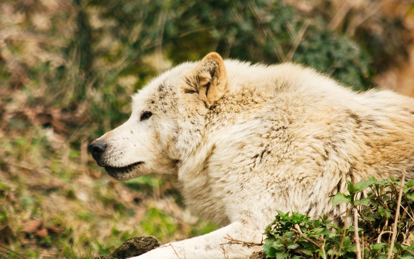 Hay un lobo blanco acostado en la hierba (vida silvestre, hocico, desierto, fauna)