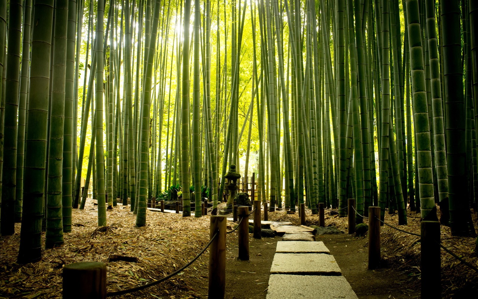 Um close em um caminho em uma floresta de bambu com muitas árvores (árvore, verde, floresta, bambu, bioma)