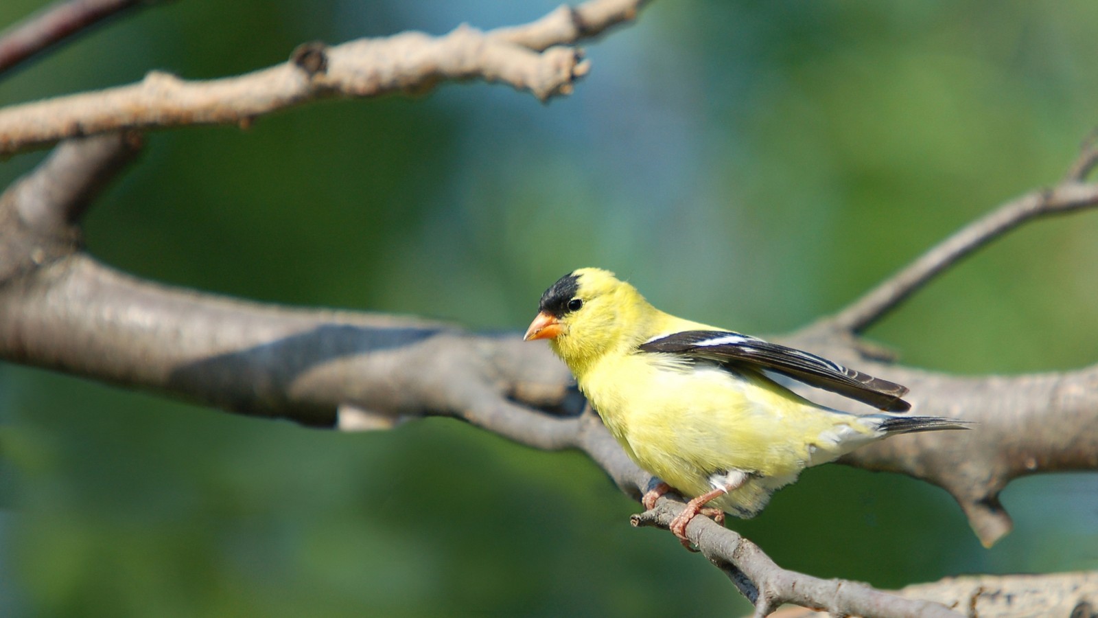 Il y a un oiseau jaune assis sur une branche d'arbre (chardonneret élégant, pinson des arbres, oiseau, bec, oiseau perché)