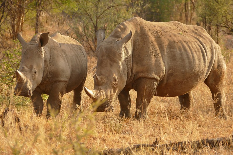 Две носороги стоят рядом в траве (сафари, safari, дикая природа, носорог, наземное животное)