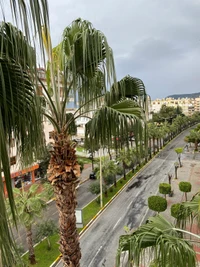 Lush Palm Trees Along a Scenic Boulevard