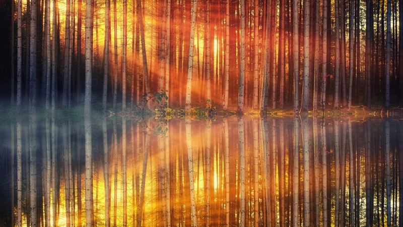 Un gros plan d'une forêt avec un lac au premier plan (réflexion, orange, jaune, ensoleillement, eau)