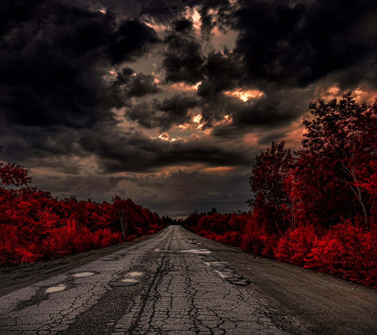 Arafed road with a sky full of clouds and red trees (eternity, road)