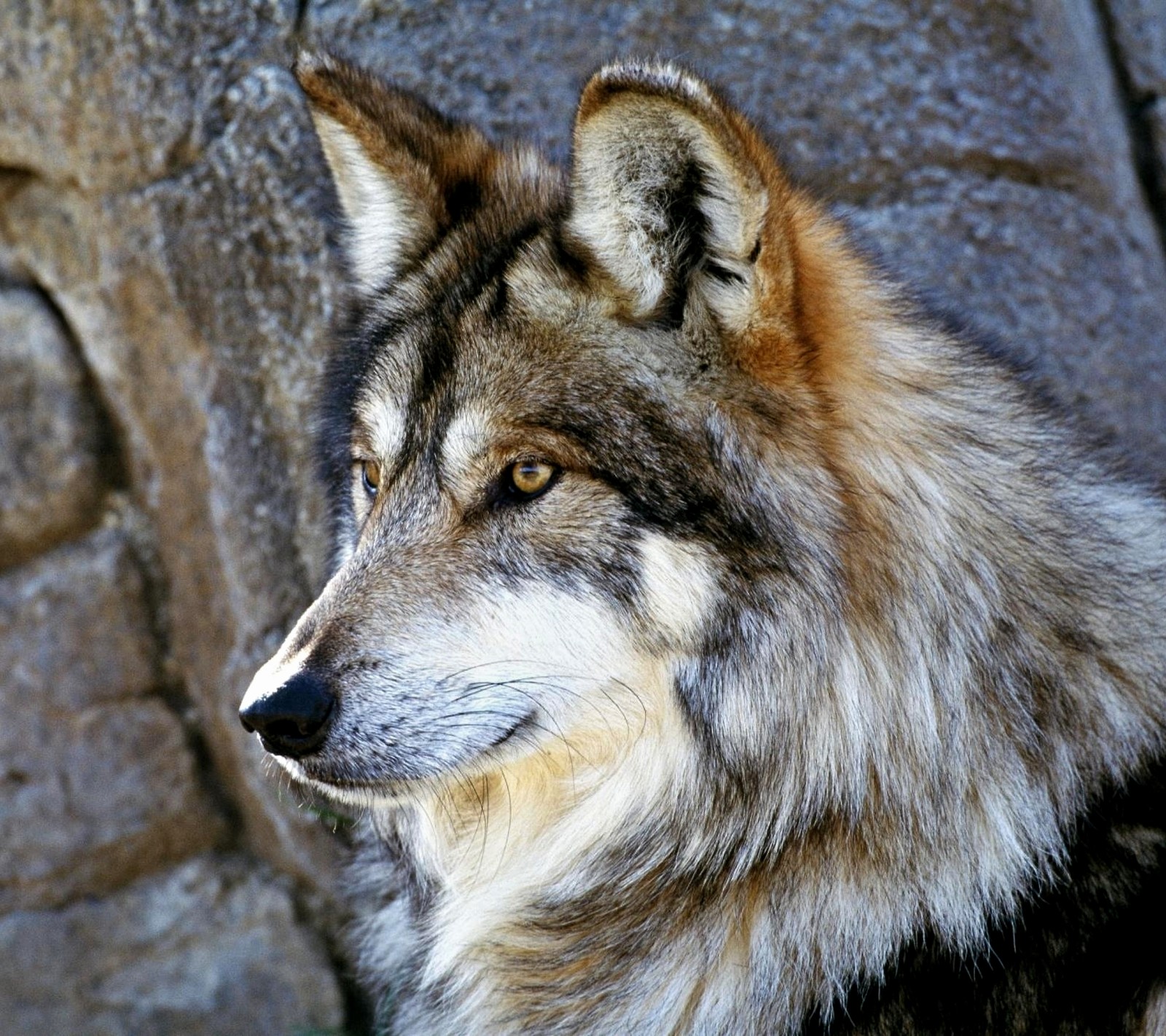 Hay un lobo que está mirando algo a la distancia (animal, cazador, predador, salvaje, lobo)