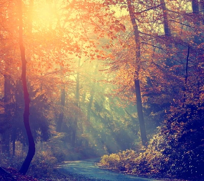 autumn, colors, forest, nature, sun