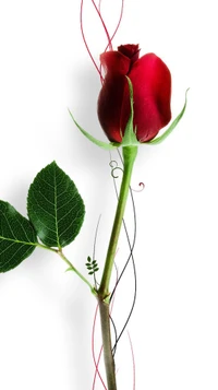 cute, feelings, love, rose wallpaper