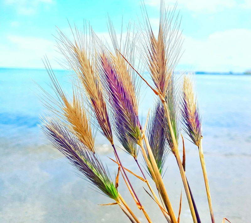 Il y a de l'herbe qui pousse sur la plage (bleu, fleurs, galaxie, amour)